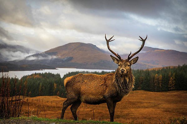 scottish-stag-adrian-popan (1)
